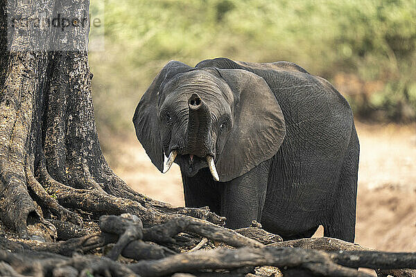 Afrikanischer Elefant (Loxodonta africana) hebt seinen Rüssel an einem Baum im Chobe-Nationalpark; Chobe  Botswana