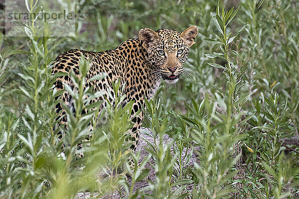 Porträt eines jungen Leoparden (Panthera pardus) im Busch; Okavango-Delta  Botswana