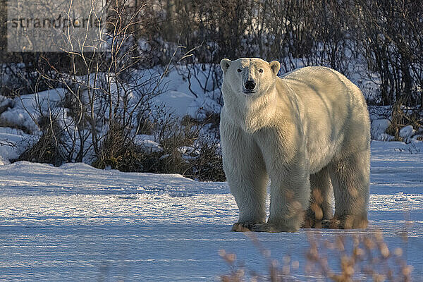 Porträt eines Eisbären (Ursus maritimus)  der im Schnee steht; Churchill  Manitoba  Kanada