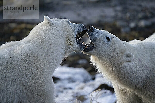 Zwei Eisbären (Ursus maritimus)  die sich gegenseitig ihre Stärke demonstrieren  indem sie ihre Mäuler öffnen und miteinander streiten; Churchill  Manitoba  Kanada