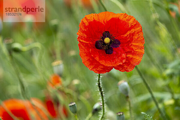 Nahaufnahme eines roten Mohns (Papaver rhoeas); Calgary  Alberta  Kanada