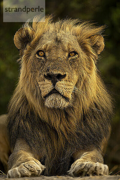 Nahaufnahme eines männlichen Löwen (Panthera leo)  der im Chobe-Nationalpark vor der Linse liegt; Chobe  Botswana