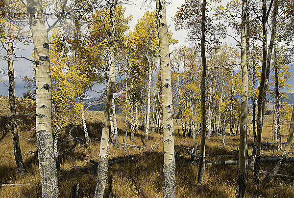 Hain von Espenbäumen in Herbstfarben in einer hügeligen Landschaft  Blacktail Plateau Drive  Yellowstone National Park  Wyoming  USA; Wyoming  Vereinigte Staaten von Amerika