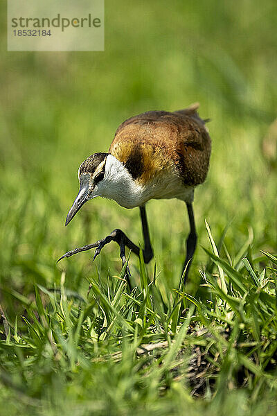 Afrikanischer Jacana (Actophilornis africanus) spaziert auf einem grasbewachsenen Fuß im Chobe-Nationalpark; Chobe  Botswana