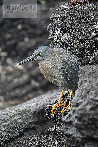 Galapagos-Reiher oder Lava-Reiher (Butorides sundevalli) auf der Insel San Cristobal; Galapagos-Inseln  Ecuador