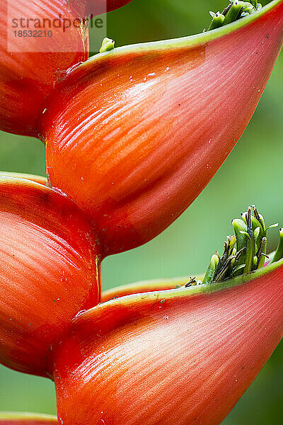 Nahaufnahme eines Heliconia-Blütenbüschels; Costa Rica