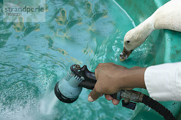 Person füllt ein grünes Plastikbecken mit Wasser für eine Ente; Port Alberni  British Columbia  Kanada