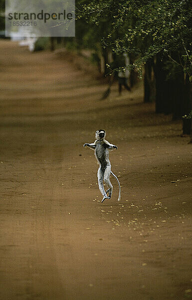 Verreauxs Sifaka-Lemur (Propithecus verreauxi) springt in die Luft; Madagaskar Republik