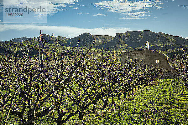 Blick auf ein altes Steinhaus auf dem Lande mit kahlen Obstbäumen in einem Obstgarten mit strahlend blauem Himmel im Winter; Benissanet  Tarragona  Spanien