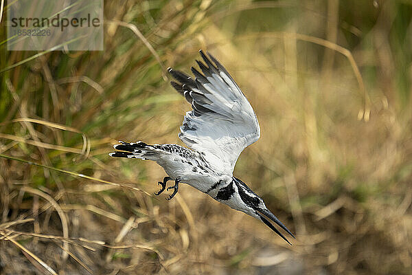 Graufischer (Ceryle rudis) taucht durch Gras am Flussufer im Chobe-Nationalpark; Chobe  Botsuana