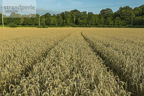 Landschaftliche Ansicht von goldenen Weizenfeldern um Rockbourne  in der Nähe von Salisbury  mit Traktorspuren unter einem graublauen Himmel; Wiltshire  England