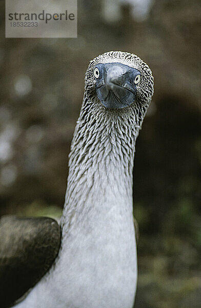 Nahaufnahme eines Blaufußtölpels (Sula nebouxii) auf den Galapagos-Inseln; North Seymour Island  Galapagos-Inseln  Ecuador