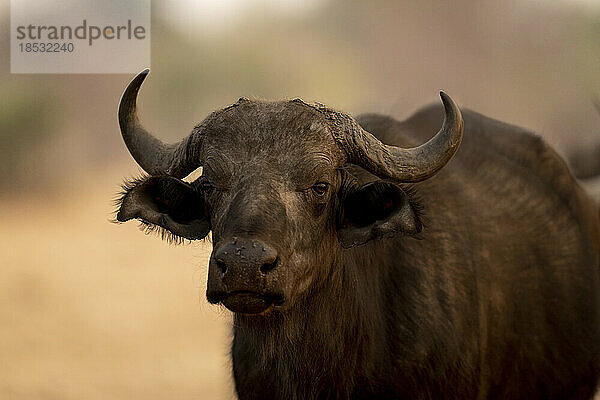 Nahaufnahme eines jungen männlichen Kaffernbüffels (Syncerus caffer)  der im Chobe-Nationalpark starrt; Chobe  Botswana