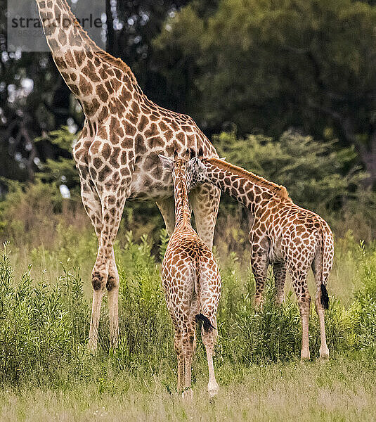 Weibliche Giraffe mit Zwillingen  was ungewöhnlich ist  in den Feuchtgebieten; Okavango-Delta  Botswana