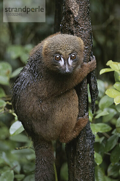 Rotbauch-Lemur (Lemur rubriventer) klammert sich an einen Baumstamm; Republik Madagaskar