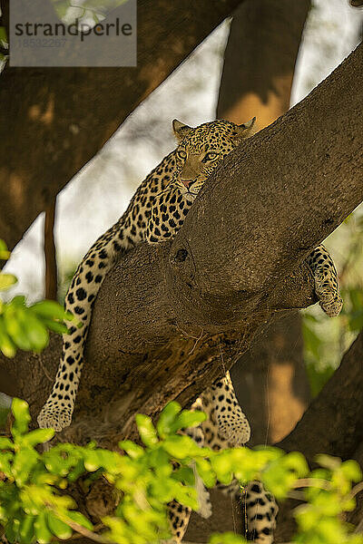 Leopard (Panthera pardus) liegt auf einem Ast und schaut nach links im Chobe-Nationalpark; Chobe  Botswana