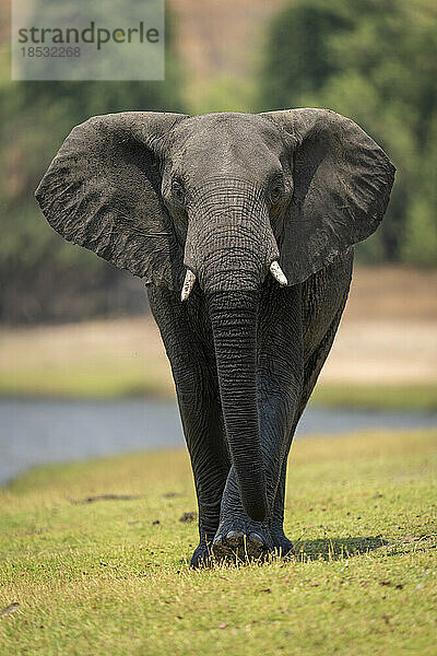 Afrikanischer Elefant (Loxodonta africana) läuft am Flussufer entlang zur Kamera  Chobe National Park; Chobe  Botswana