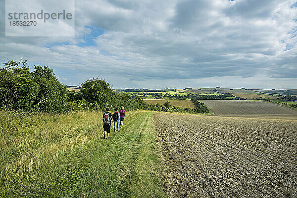 Blick von hinten auf drei Personen  die bei bewölktem  blauem Himmel durch das Gras der Anbauflächen um Rockbourne in der Nähe von Salisbury wandern; Wiltshire  England