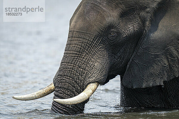 Nahaufnahme eines afrikanischen Buschelefanten (Loxodonta africana) im Fluss im Chobe National Park; Chobe  Botswana