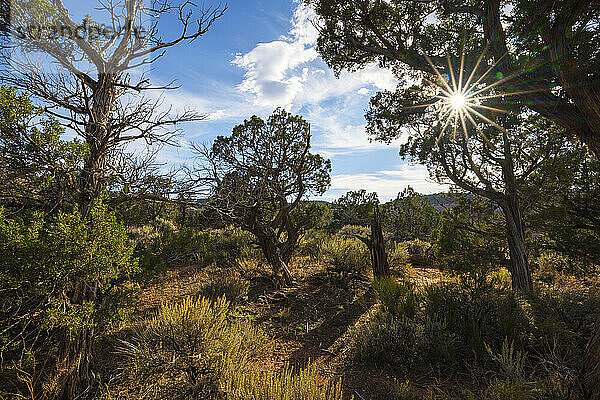 Landschaft und Sonnenaufgang im Colorado National Monument in der Nähe von Grand Junction  Colorado. Es ist ein erstaunlicher Ort mit rotem Fels und ein schönes Beispiel für Erosion bei der Arbeit; Colorado  Vereinigte Staaten von Amerika