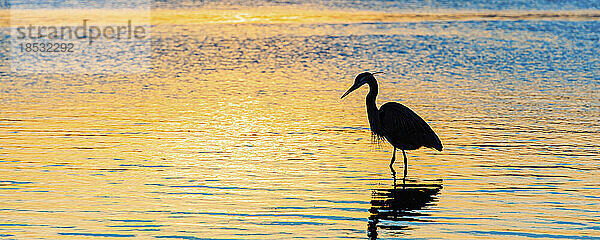 Reiher (Ardeidae) in Silhouette im flachen Meerwasser bei Sonnenuntergang im Morro Bay State Park; Morro Bay  Kalifornien  Vereinigte Staaten von Amerika