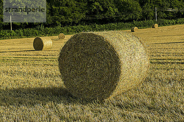 Nahaufnahme von aufgerollten  runden Strohballen auf einem goldenen Getreidefeld bei Rockbourne  in der Nähe von Salisbury; Wiltshire  England