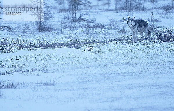 Grauer Wolf (Canis lupus) steht wachsam im Schnee und schaut in die Kamera; Churchill  Manitoba  Kanada