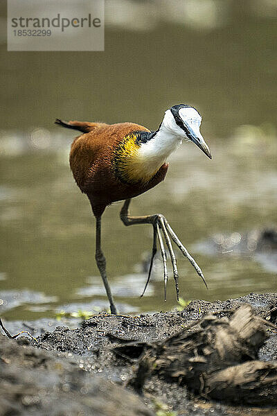 Afrikanischer Jacana (Actophilornis africanus) durchquert schlammige Untiefen und hebt den Fuß im Chobe-Nationalpark; Chobe  Botsuana