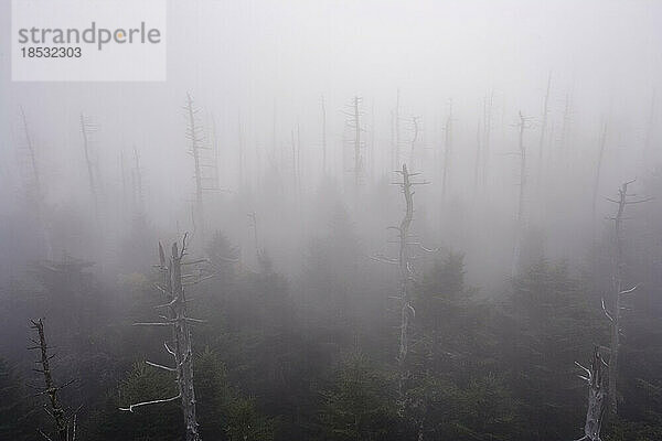 Tote Bäume im Nebel am Clingmans Dome im Great Smoky Mountains National Park  USA; Tennessee  Vereinigte Staaten von Amerika