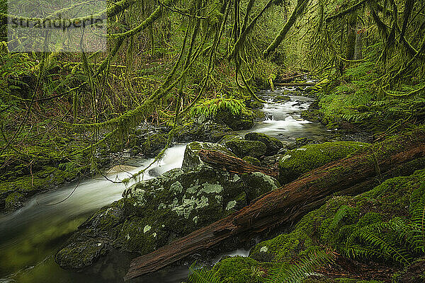 Bach und üppiges Laub in einem alten Wald auf Vancouver Island; Port Renfrew  British Columbia  Kanada