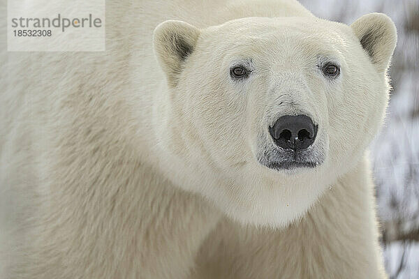 Nahaufnahme eines Eisbären (Ursus maritimus) an der Küste der Hudson Bay; Churchill  Manitoba  Kanada