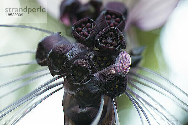 Nahaufnahme einer Schwarzen Fledermausblüte (Tacca chantrieri); Costa Rica