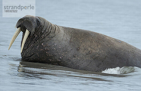 Walross (Odobenus rosmarus) mit beeindruckenden Stoßzähnen im flachen Wasser eines Fjords; Storfiord  Svalbard  Norwegen