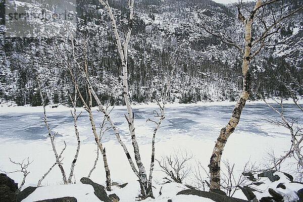 Weißbirken über dem zugefrorenen Upper Cascade Lake  Adirondack Mountains  New York  USA; New York  Vereinigte Staaten von Amerika