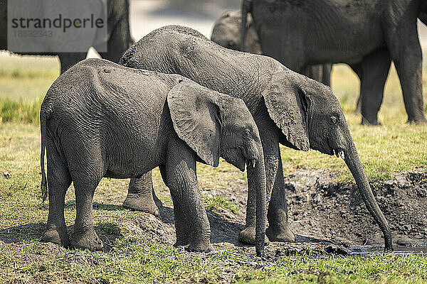 Zwei junge afrikanische Buschelefanten (Loxodonta africana) stehen beim Trinken im Chobe-Nationalpark; Chobe  Botsuana