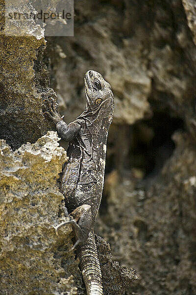 Eidechse klettert auf eine zerklüftete Felsoberfläche in Roatan; West Bay  Roatan  Honduras