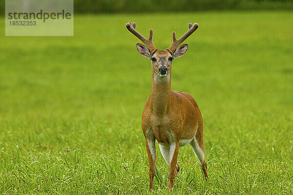 Weißwedelhirsch (Odocoileus virginianus) in Cades Cove  Great Smoky Mountains National Park  Tennessee  USA; Tennessee  Vereinigte Staaten von Amerika