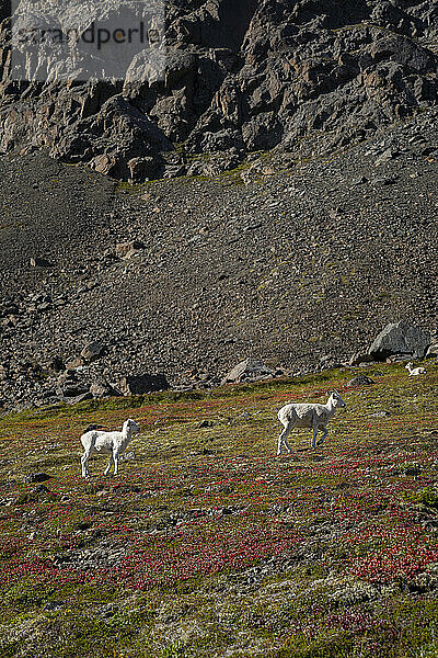 Junge Dallschafe (Ovis dalli) streifen durch die herbstlich gefärbten Berghänge der Chugach Mountains im Chugach State Park; Anchorage  Alaska  Vereinigte Staaten von Amerika