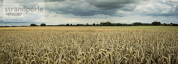 Landschaftliche Ansicht von goldenem Getreide  Weizenfelder um Rockbourne  nahe Salisbury  unter einem stürmischen  grauen Himmel; Wiltshire  England
