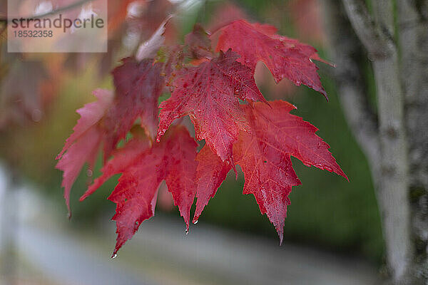 Nahaufnahme von feuchten Ahornblättern in leuchtendem Rot an einem Baum im Herbst; North Vancouver  British Columbia  Kanada