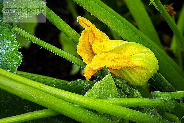 Nahaufnahme einer gelben Zucchiniblüte und grüner Stängel mit Wassertropfen; Calgary  Alberta  Kanada