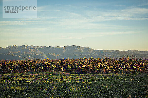 Blick auf eine Obstbaumplantage im Winter mit Bergen im Hintergrund bei Sonnenuntergang; Benissanet  Tarragona  Spanien