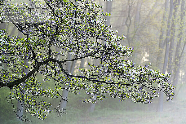 Blühender Hartriegelbaum (Cornus) im Sonnenlicht im Brandywine Valley; Delaware  Vereinigte Staaten von Amerika