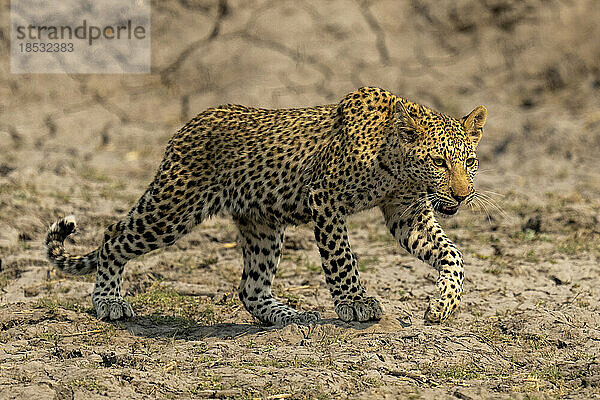 Leopardenjunges (Panthera pardus) überquert trockenes Flussbett mit erhobener Pfote im Chobe-Nationalpark; Chobe  Botswana