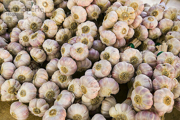 Frische Knoblauchzehen in Hülle und Fülle auf einem lokalen Markt; Collioure  Pyrenees Orientales  Frankreich