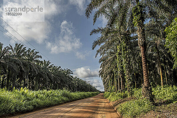 Straße entlang einer Palmölplantage bei Socapalm in Kamerun. Kamerun ist mit mehr als 450.000 Tonnen im Jahr 2020 der größte Palmölproduzent in Zentralafrika; Socapalm  Bezirk Kribi  Kamerun