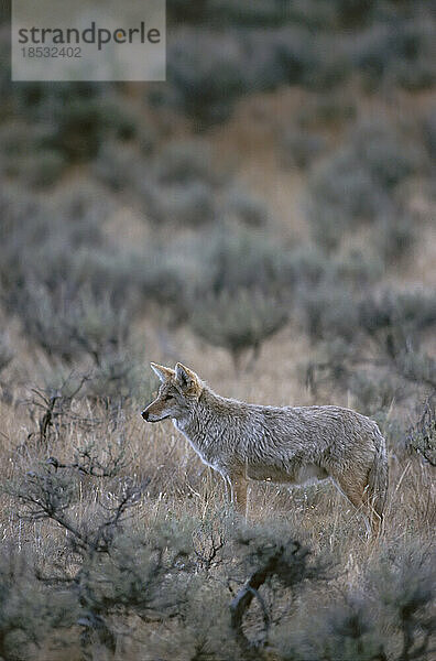 Kojote (Canis latrans) in einem mit Sträuchern übersäten Feld im Hayden Valley  Yellowstone National Park  Wyoming  USA; Wyoming  Vereinigte Staaten von Amerika