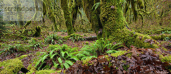 Polypodium glycyrrhiza  gemeinhin bekannt als Lakritzfarn  Vielfußfarn und Süßwurzel  wächst auf dem Waldboden im Olympic National Park  Washington  USA; Washington  Vereinigte Staaten von Amerika
