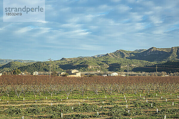 Ländliche Szene einer Obstbaumplantage mit Bauernhäusern und Bergen im Hintergrund; Benissanet  Tarragona  Spanien