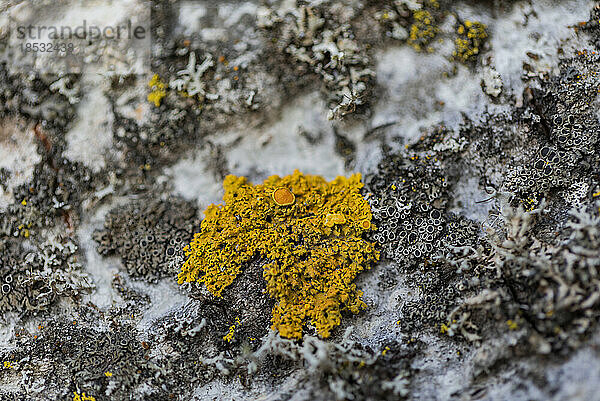 Nahaufnahme von orangefarbenen Flechten und Pilzen  die auf einer Oberfläche wachsen; Ottawa Valley  Ontario  Kanada